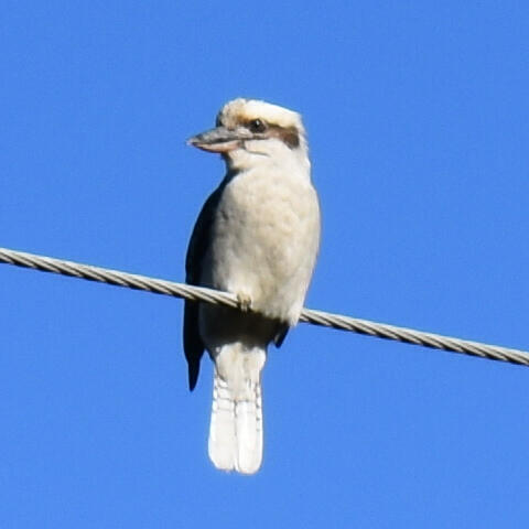 Kookaburra